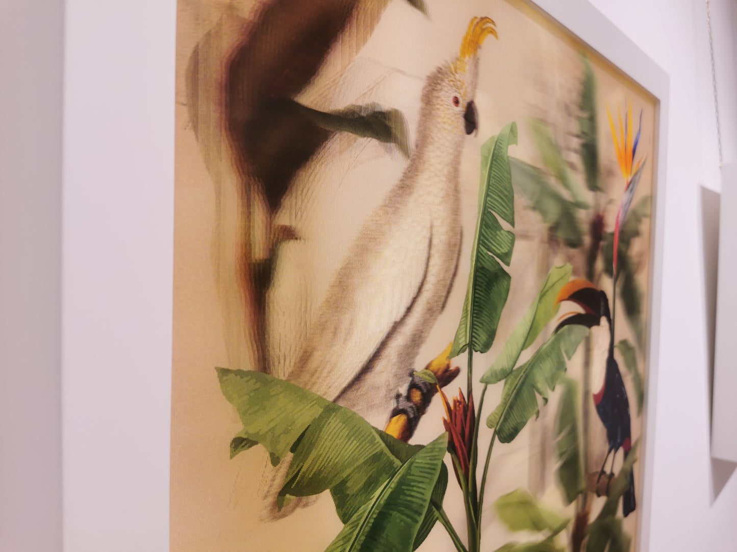 Cockatoo and Toucan - Souls of Light - Lenticular Collection